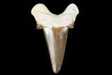 Serrated Fossil Auriculatus Tooth - Tuzbair, Kazakhstan #173792-1